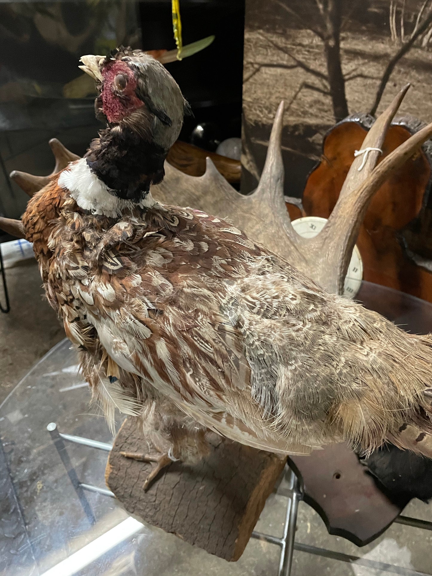 Taxidermy Pheasant Bird