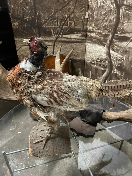 Taxidermy Pheasant Bird