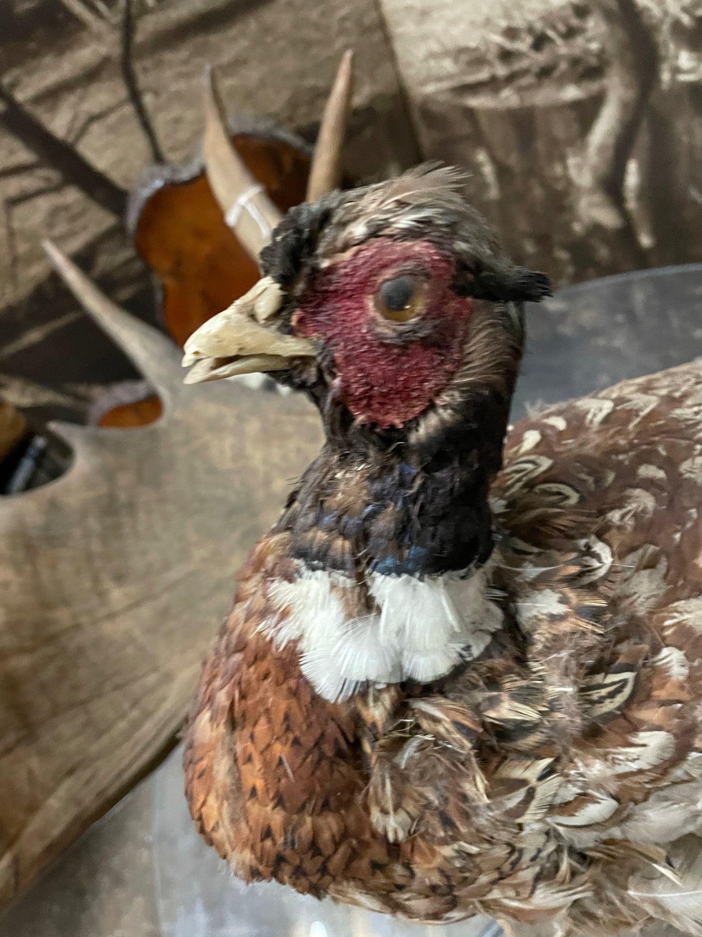 Taxidermy Pheasant Bird